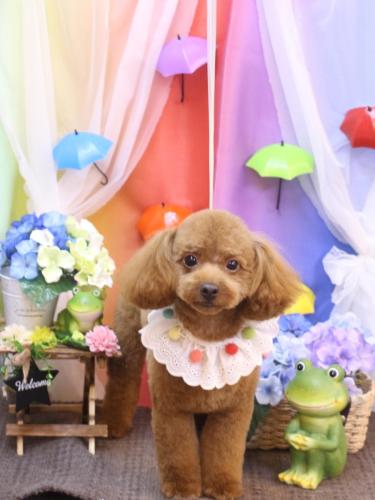 20230629ベルくん